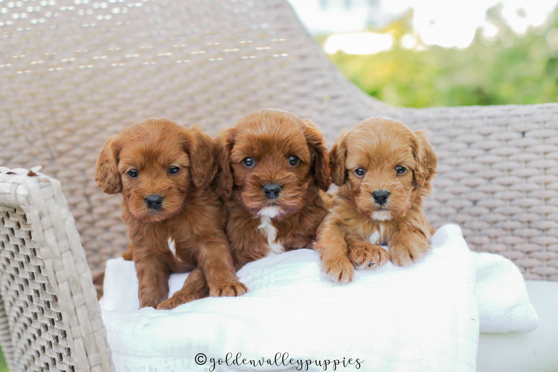 Cavapoo Puppy, Cavapoo Puppies for  sale, Cavapoo Breeder, Puppy, Puppies for sale, Cavapoo Puppy near me, Cavapoo breeder for sale near me