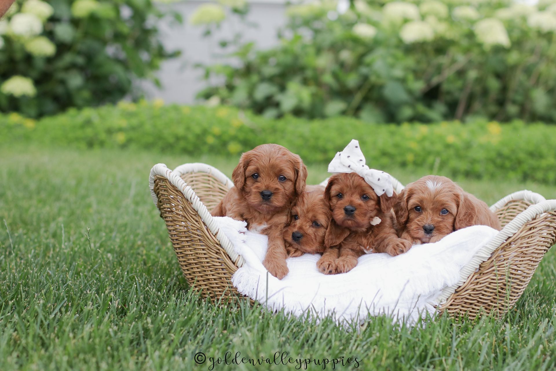 Cavapoo Puppies, Cavapoo Puppies for sale, cavapoo, Cavapoo Breeder near me
