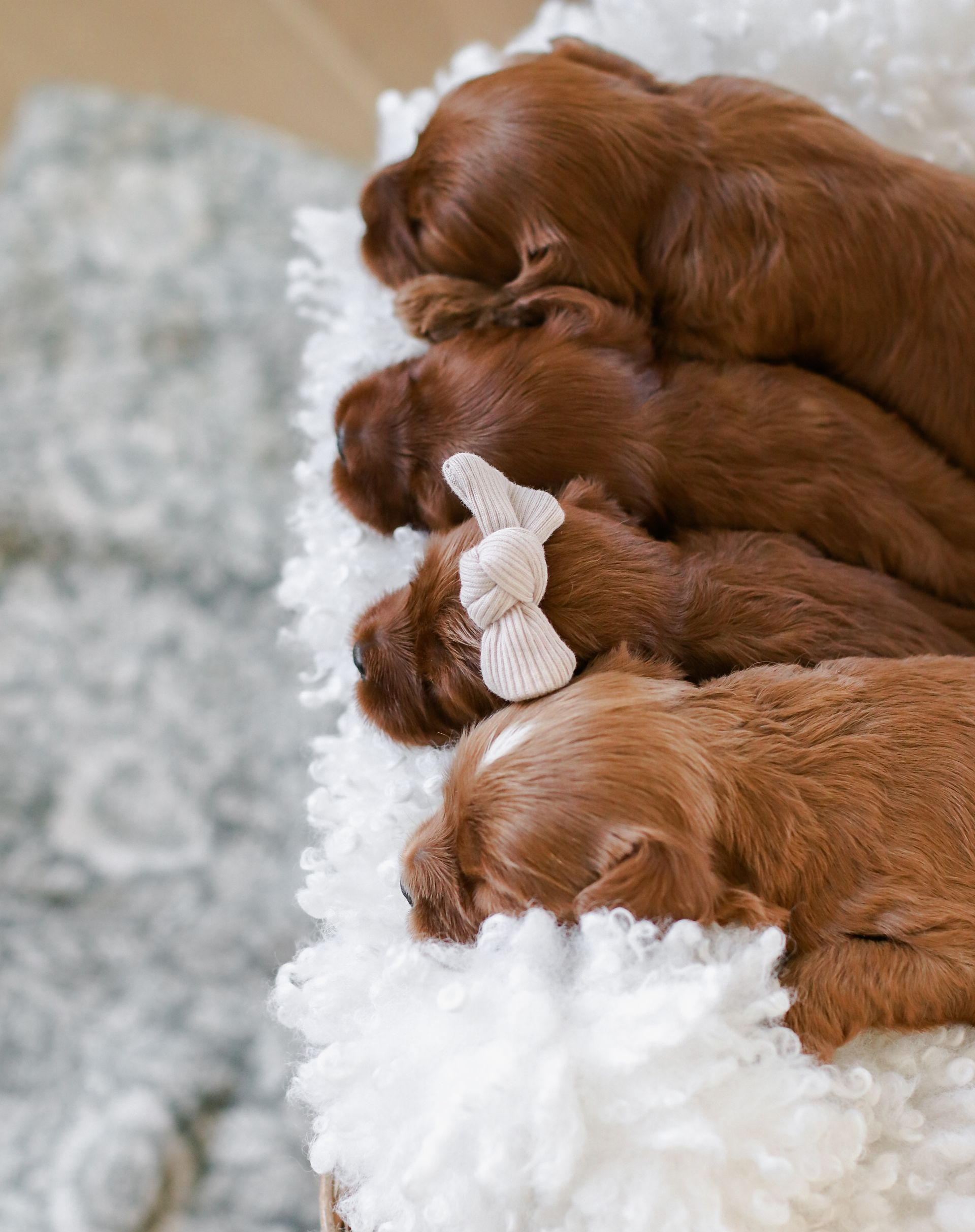 Available cavapoo puppy near me, Cavapoo breeder near me, Cavapoo Puppy for sale