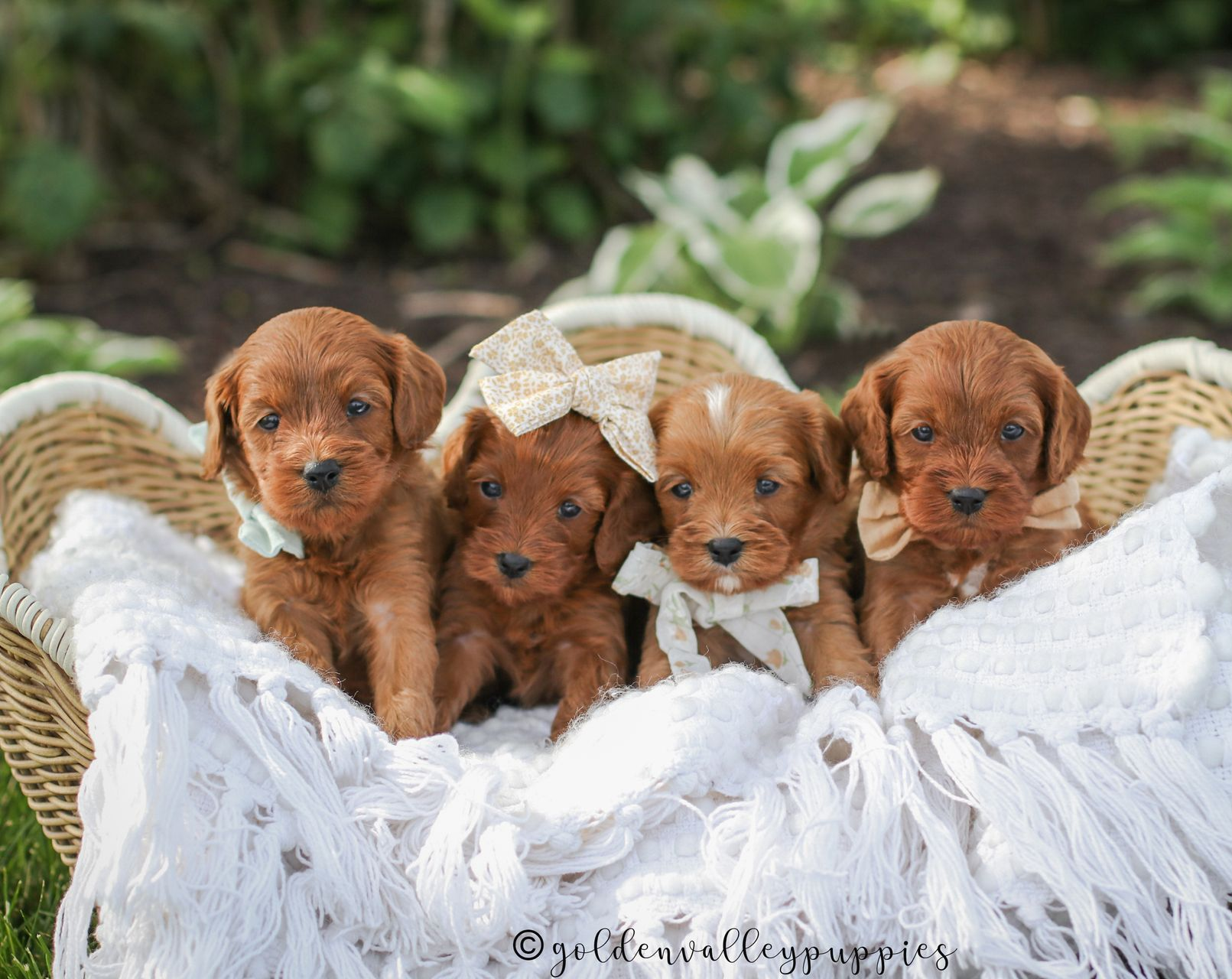 Available cavapoo puppy near me, Cavapoo breeder near me, Cavapoo Puppy for sale