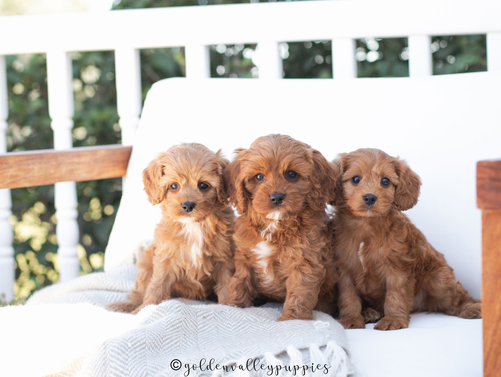 Golden Valley Cavapoo Puppy, cavapoo breeder