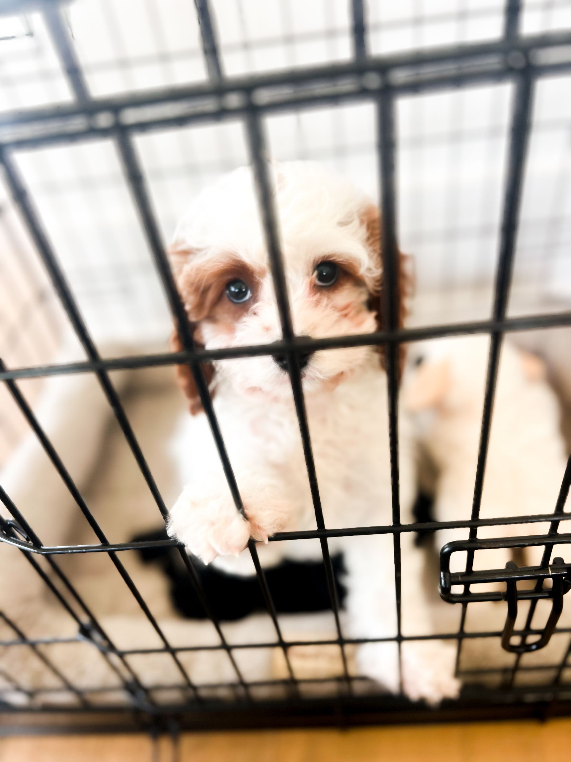 Cavapoo puppy Cavapoo puppies for sale, Cavapoo puppy for sale, Cavapoo