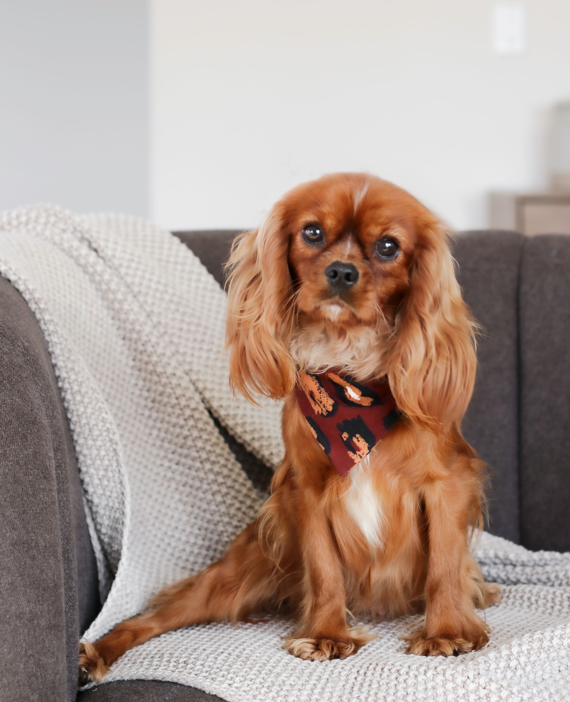 Cavapoo Puppies, Cavapoo Puppy, Cavapoo Puppies for sale, Cavapoo Breeder, Puppies for sale, Cavapoo for sale near me