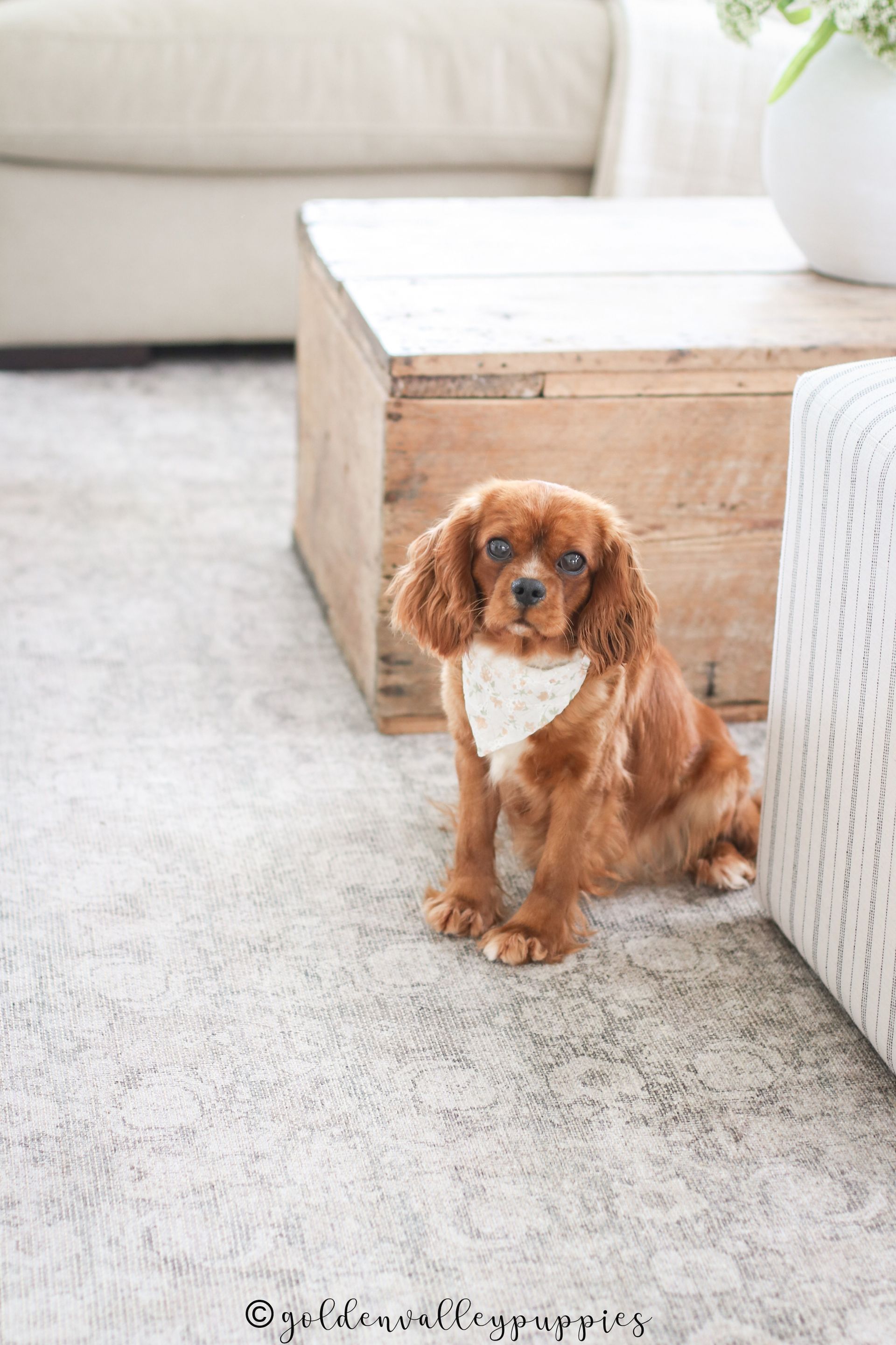 Cavapoo Litter, Cavapo puppy, Cavapoo Puppies near me