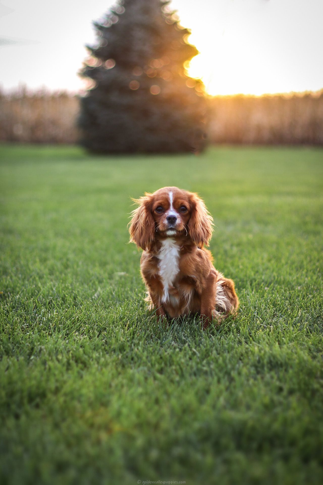 Cavapoo Puppies, Cavapoo Puppy, Cavapoo Puppies for sale, Cavapoo Breeder, Puppies for sale, Cavapoo for sale near me