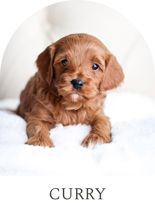 Cavapoo Puppies for sale, Cavapoo breeder, Cavapoo Puppy, Toy Cavapoo Puppies, Mini Cavapoo Puppies