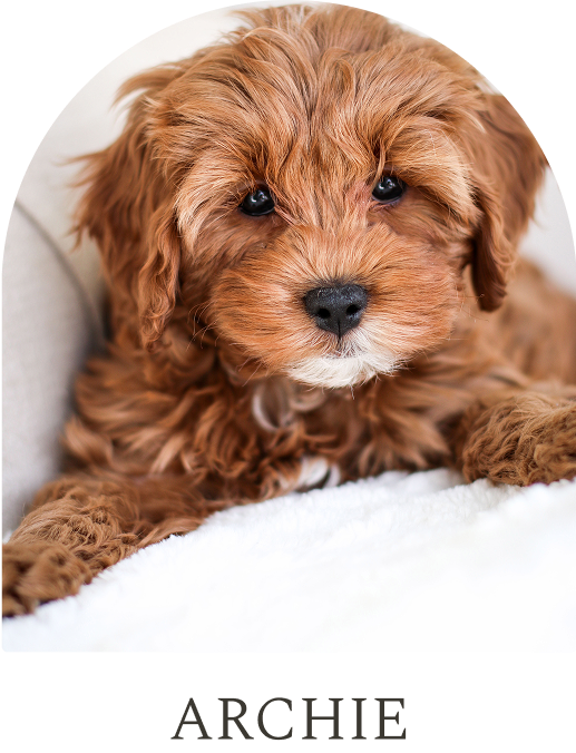 Cavapoo Puppies for sale, Cavapoo breeder, Cavapoo Puppy, Toy Cavapoo Puppies, Mini Cavapoo Puppies