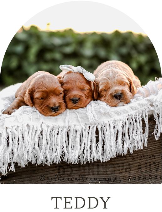Cavapoo Puppies for sale, Cavapoo breeder, Cavapoo Puppy, Toy Cavapoo Puppies, Mini Cavapoo Puppies