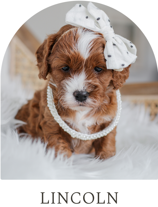 Cavapoo Puppies for sale, Cavapoo breeder, Cavapoo Puppy, Toy Cavapoo Puppies, Mini Cavapoo Puppies