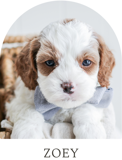 Cavapoo Puppies for sale, Cavapoo breeder, Cavapoo Puppy, Toy Cavapoo Puppies, Mini Cavapoo Puppies