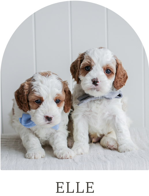 Cavapoo Puppies for sale, Cavapoo breeder, Cavapoo Puppy, Toy Cavapoo Puppies, Mini Cavapoo Puppies