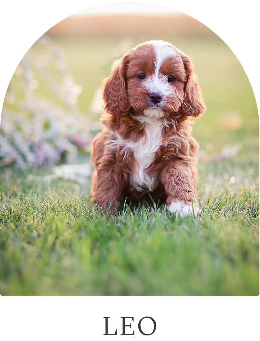 Cavapoo Puppies for sale, Cavapoo breeder, Cavapoo Puppy, Toy Cavapoo Puppies, Mini Cavapoo Puppies