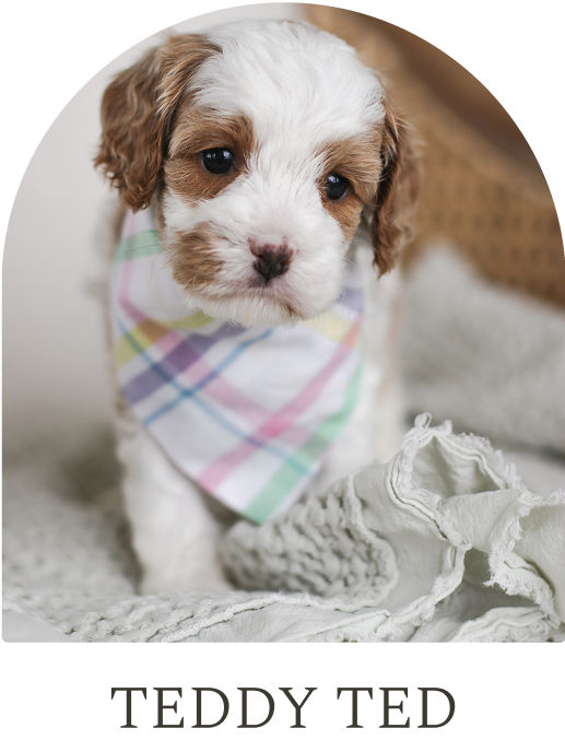 Cavapoo Puppies for sale, Cavapoo breeder, Cavapoo Puppy, Toy Cavapoo Puppies, Mini Cavapoo Puppies