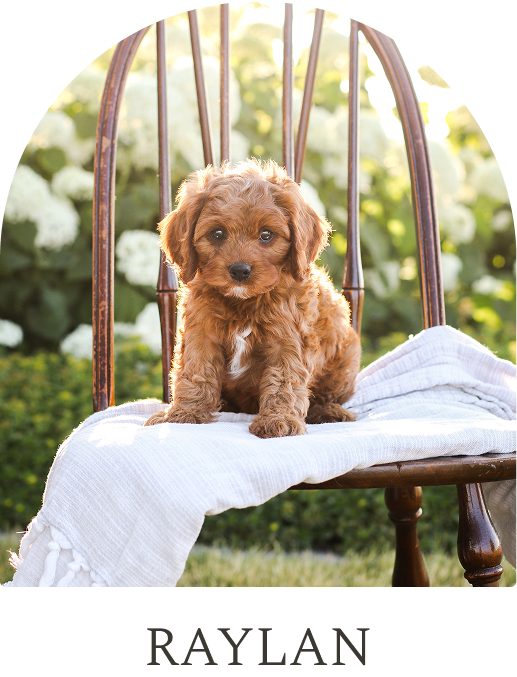 Cavapoo Puppies for sale, Cavapoo breeder, Cavapoo Puppy, Toy Cavapoo Puppies, Mini Cavapoo Puppies