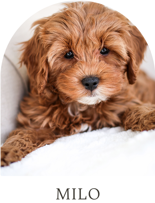 Cavapoo Puppies for sale, Cavapoo breeder, Cavapoo Puppy, Toy Cavapoo Puppies, Mini Cavapoo Puppies