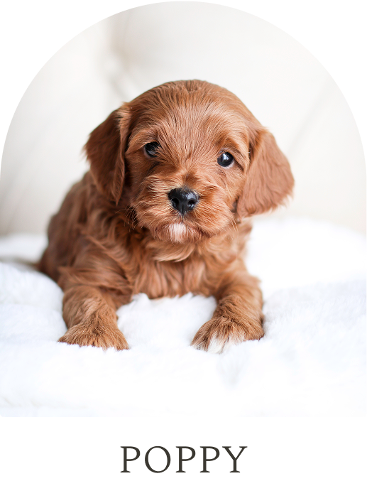 Cavapoo Puppies for sale, Cavapoo breeder, Cavapoo Puppy, Toy Cavapoo Puppies, Mini Cavapoo Puppies