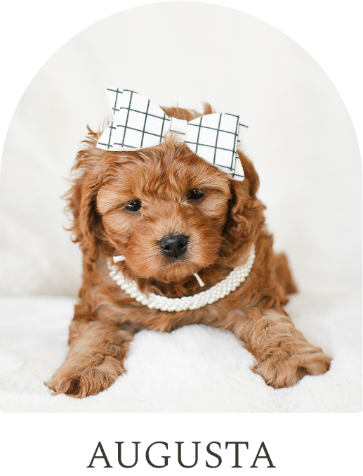 Cavapoo Puppies for sale, Cavapoo breeder, Cavapoo Puppy, Toy Cavapoo Puppies, Mini Cavapoo Puppies