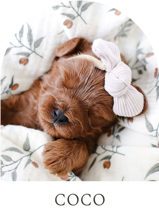 Cavapoo Puppies for sale, Cavapoo breeder, Cavapoo Puppy, Toy Cavapoo Puppies, Mini Cavapoo Puppies