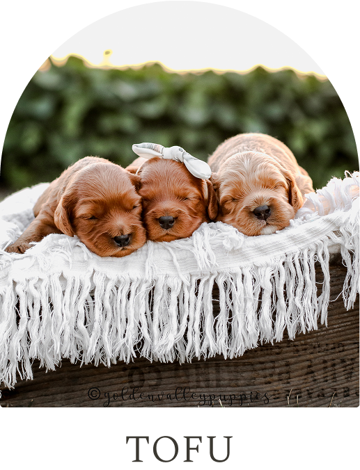 Cavapoo Puppies for sale, Cavapoo breeder, Cavapoo Puppy, Toy Cavapoo Puppies, Mini Cavapoo Puppies