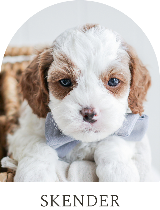 Cavapoo Puppies for sale, Cavapoo breeder, Cavapoo Puppy, Toy Cavapoo Puppies, Mini Cavapoo Puppies