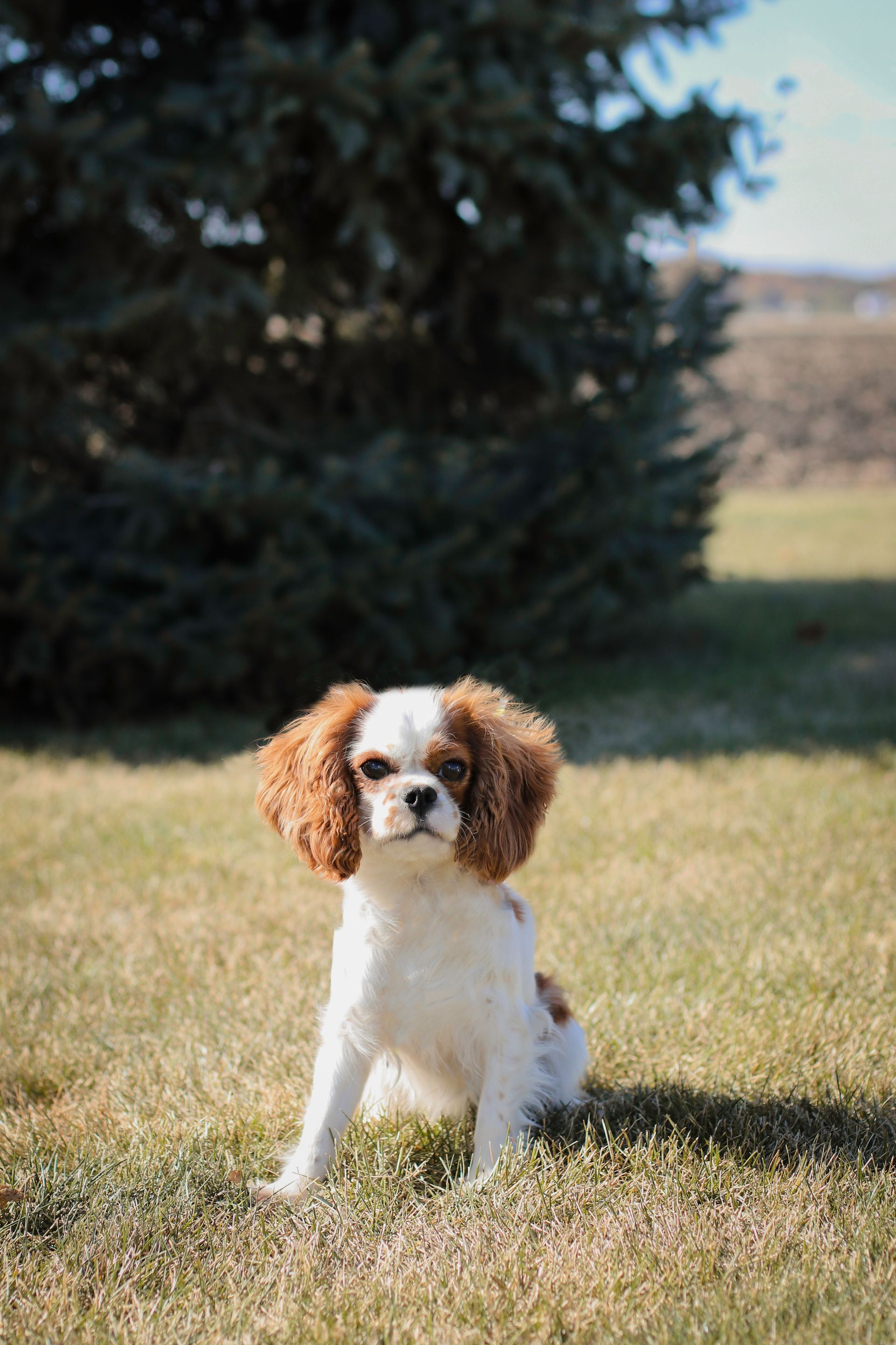 Cavapoo Puppies, Cavapoo Puppy, Cavapoo Puppies for sale, Cavapoo Breeder, Puppies for sale, Cavapoo for sale near me