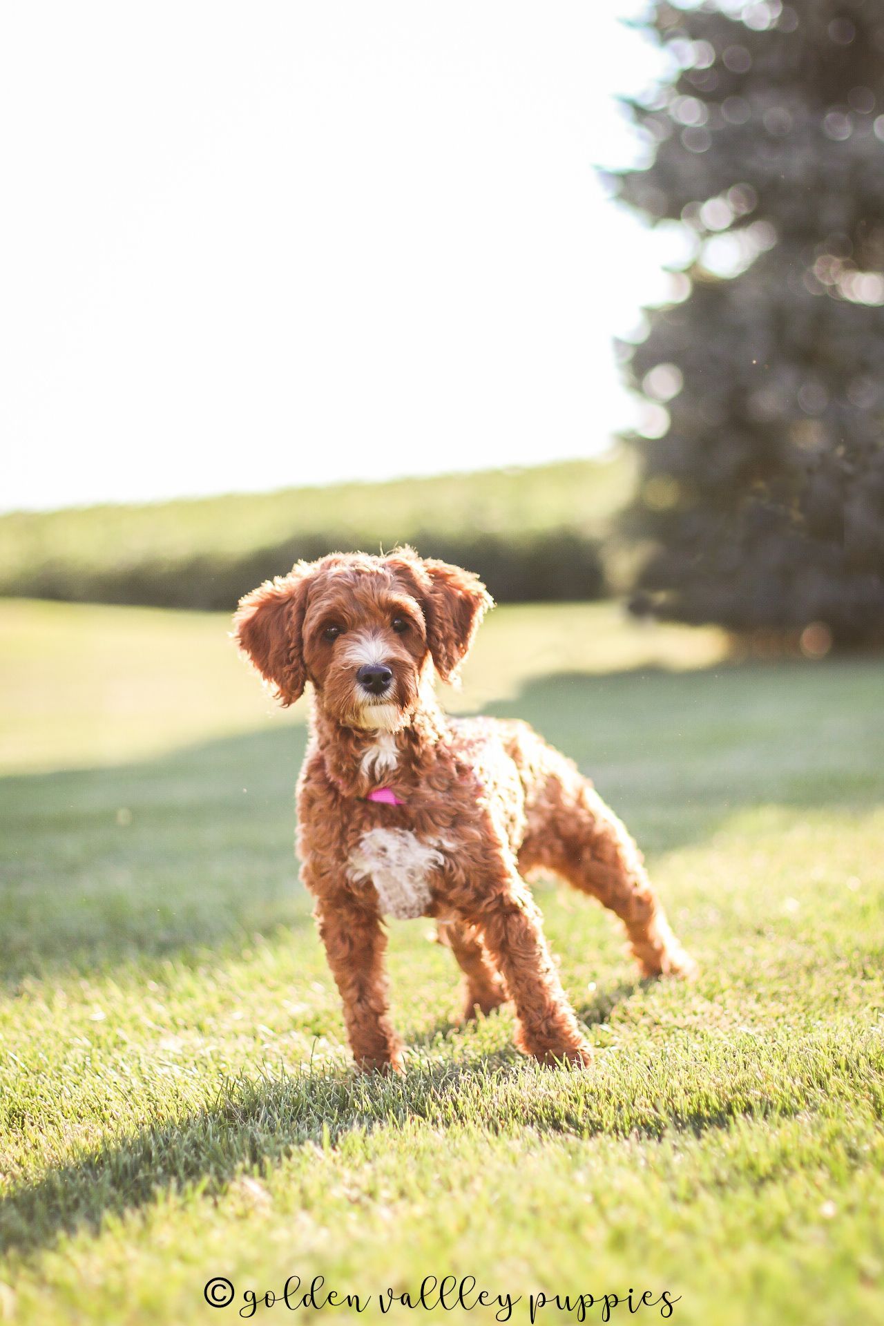 Cavapoo Puppies, Cavapoo Puppy, Cavapoo Puppies for sale, Cavapoo Breeder, Puppies for sale, Cavapoo for sale near me