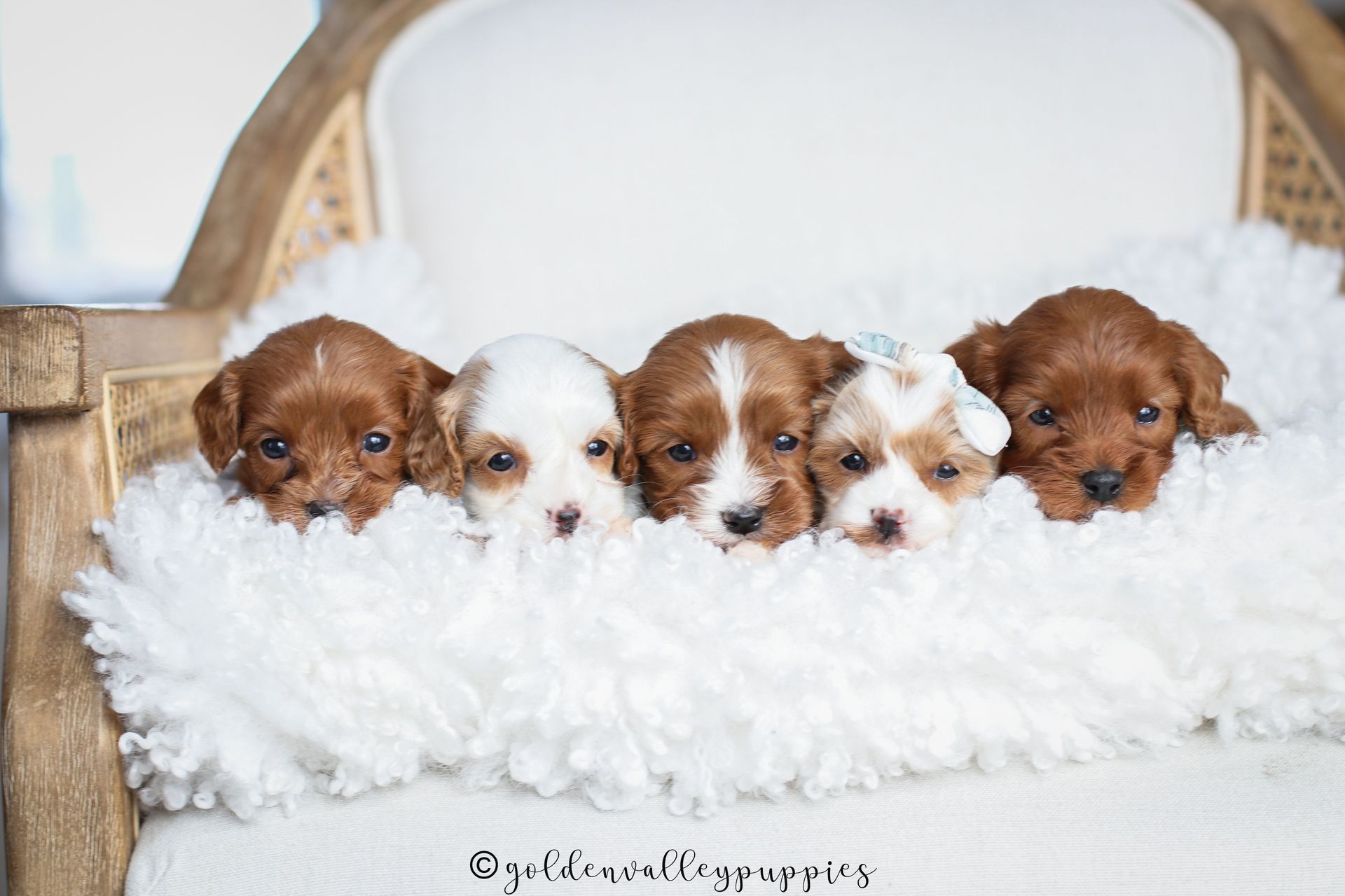 Cavapoo Breeder, cavapoo puppy, red cavapo puppy, puppies for sale