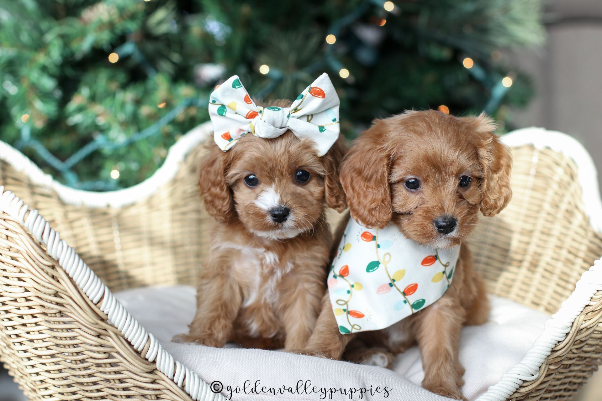 Cavapoo Puppy, Cavapoo Puppies for sale, Cavapoo Breeder