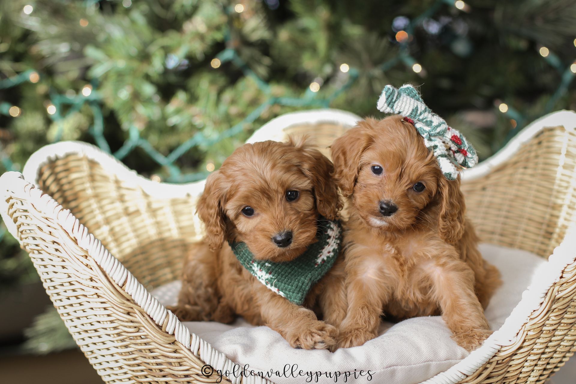 Cavapoo Puppy, Cavapoo Puppies for sale, Cavapoo Breeder