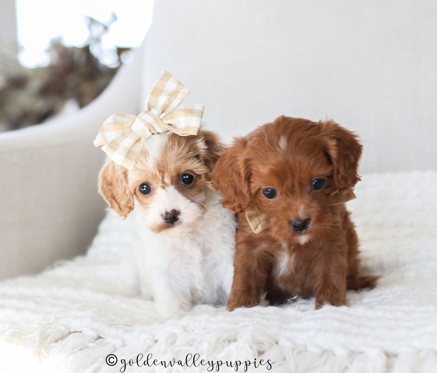 Cavapoo Puppies for sale, Cavapoo Breeder, Cavalier king Charles spaniel