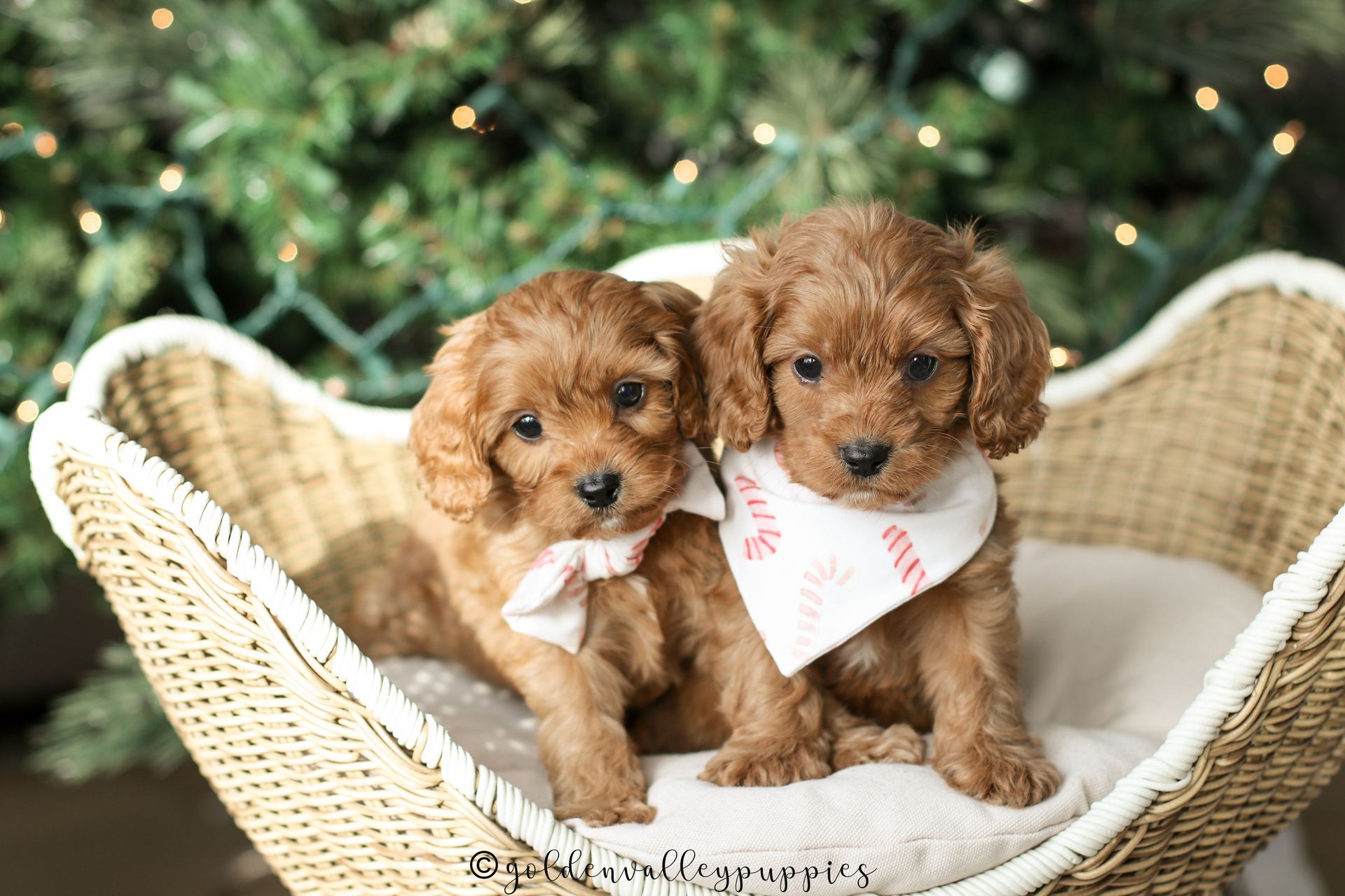 Cavapoo Puppy, Cavapoo Puppies for sale, Cavapoo Breeder
