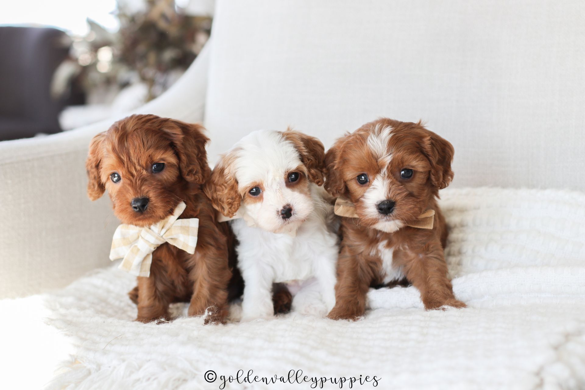 Cavapoo Breeder, cavapoo puppy, red cavapo puppy, puppies for sale