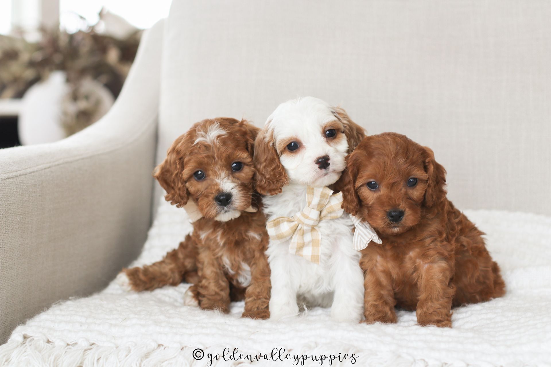 Cavapoo Puppies for sale, Cavapoo Breeder, Cavalier king Charles spaniel