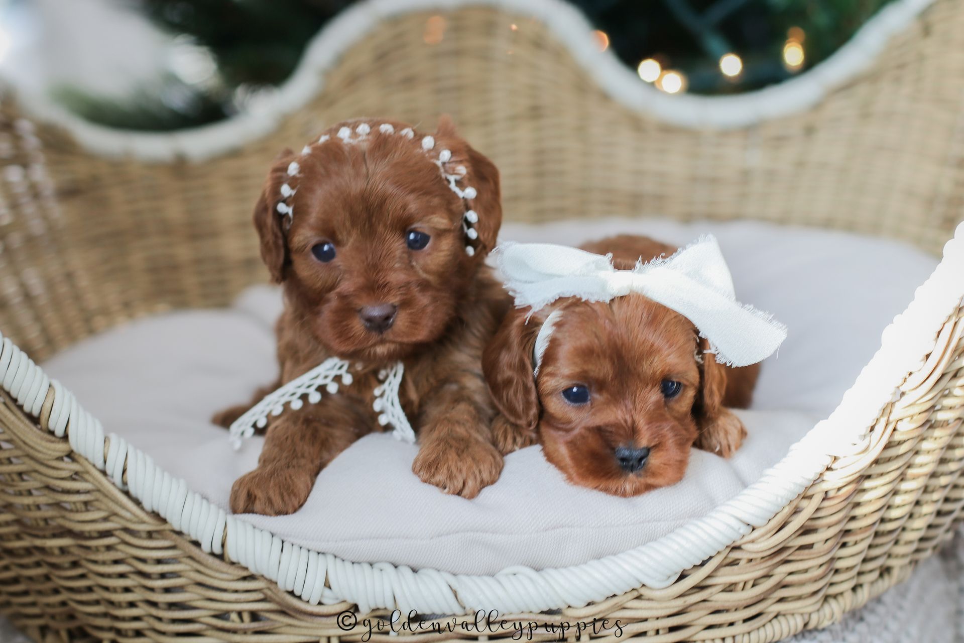 Cavapoo Puppies, Cavapoo Puppy, Cavapoo Puppies for sale, Cavapoo Breeder, Puppies for sale, Cavapoo for sale near me