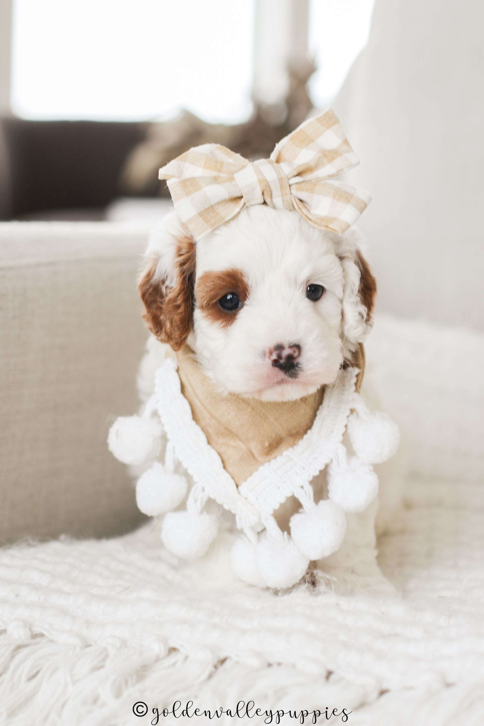 Cavapoo puppies available near me, cavapoo puppies for sale, cavapoo litter in a puppy bed