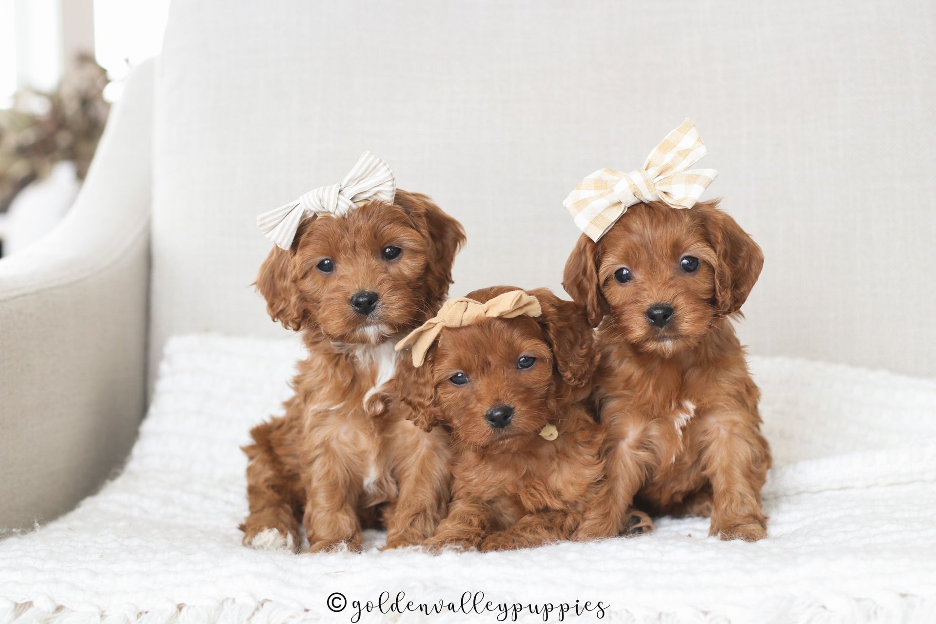 Available cavapoo puppy near me, Cavapoo breeder near me, Cavapoo Puppy for sale