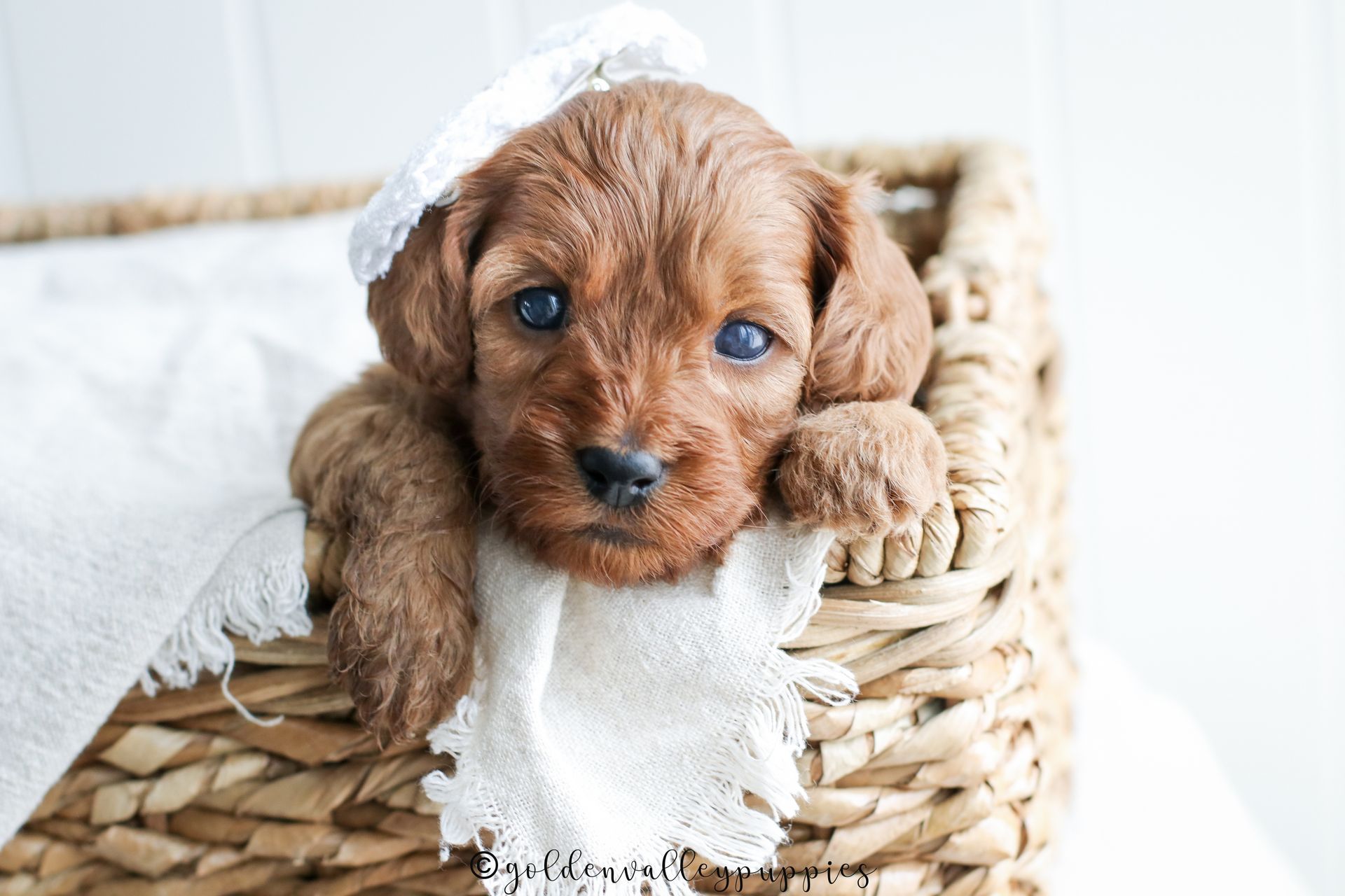 Cavapoo Puppies, Cavapoo Puppy, Cavapoo Puppies for sale, Cavapoo Breeder, Puppies for sale, Cavapoo for sale near me