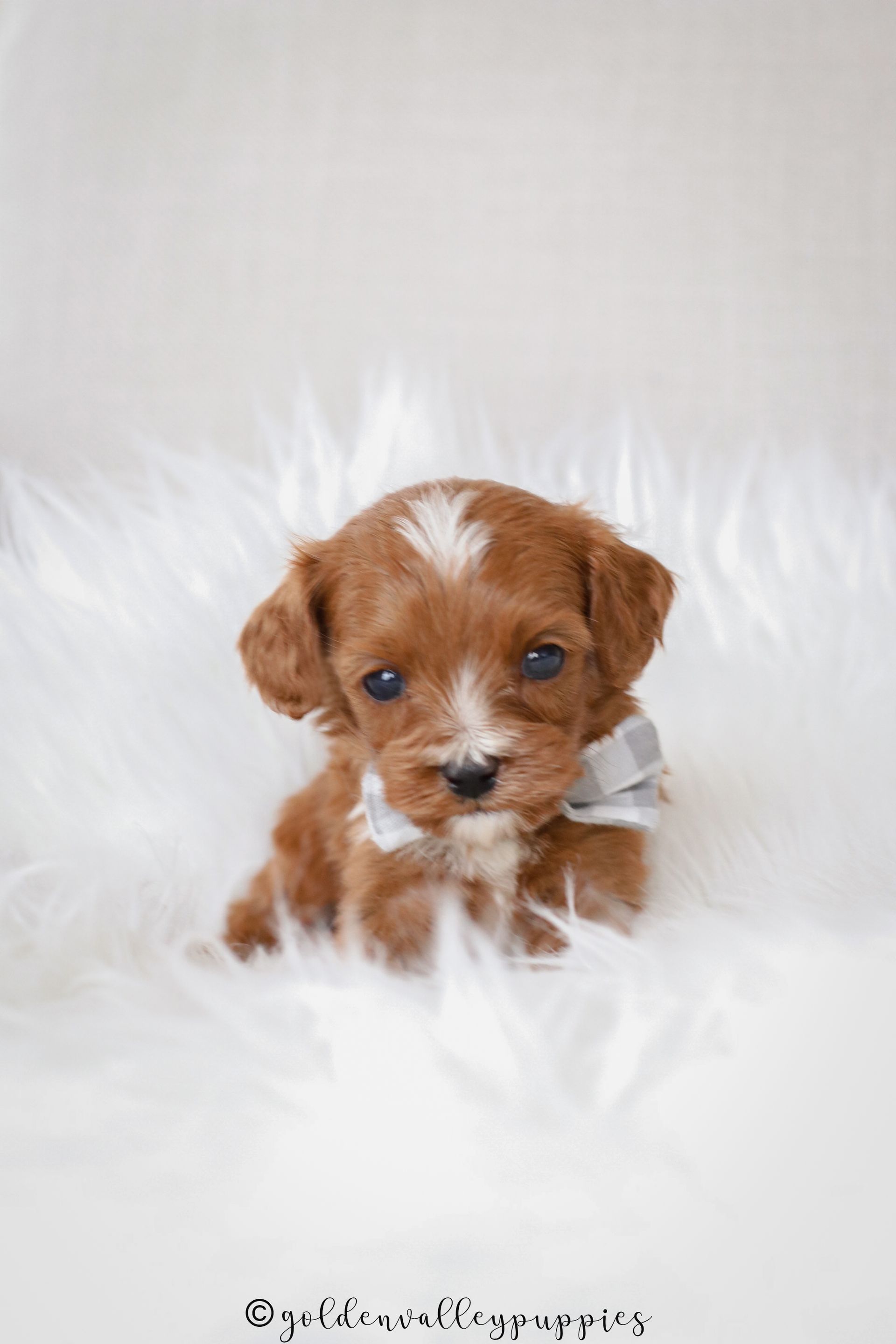 Cavapoo Puppies for sale, available Cavapoo Puppies, Cavapoo, Cavapoo puppies near me, puppies for sale, Cavapoo Breeder