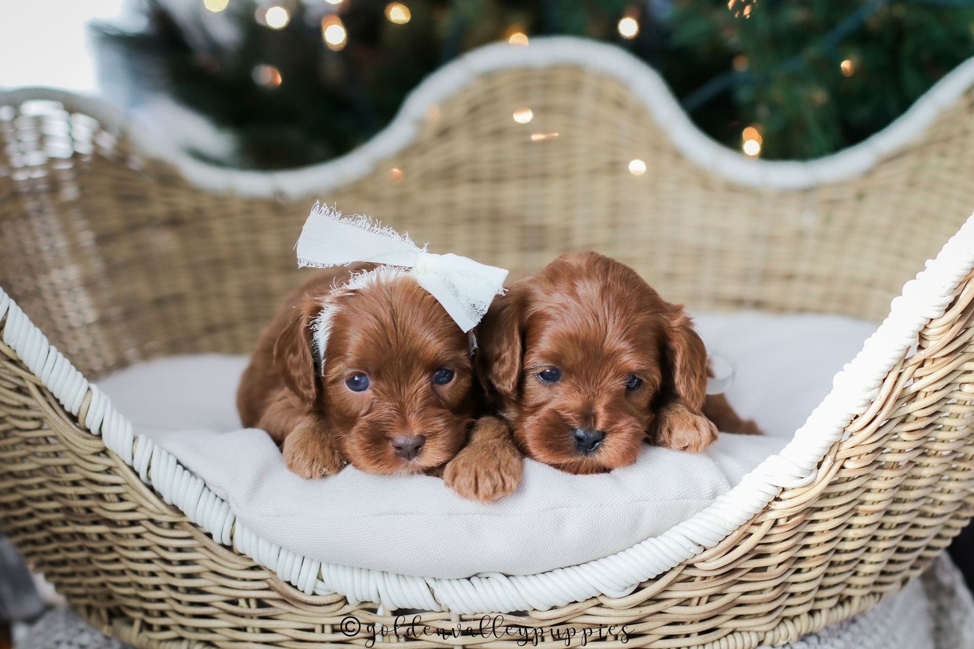 Cavapoo Puppies, Cavapoo Puppy, Cavapoo Puppies for sale, Cavapoo Breeder, Puppies for sale, Cavapoo for sale near me
