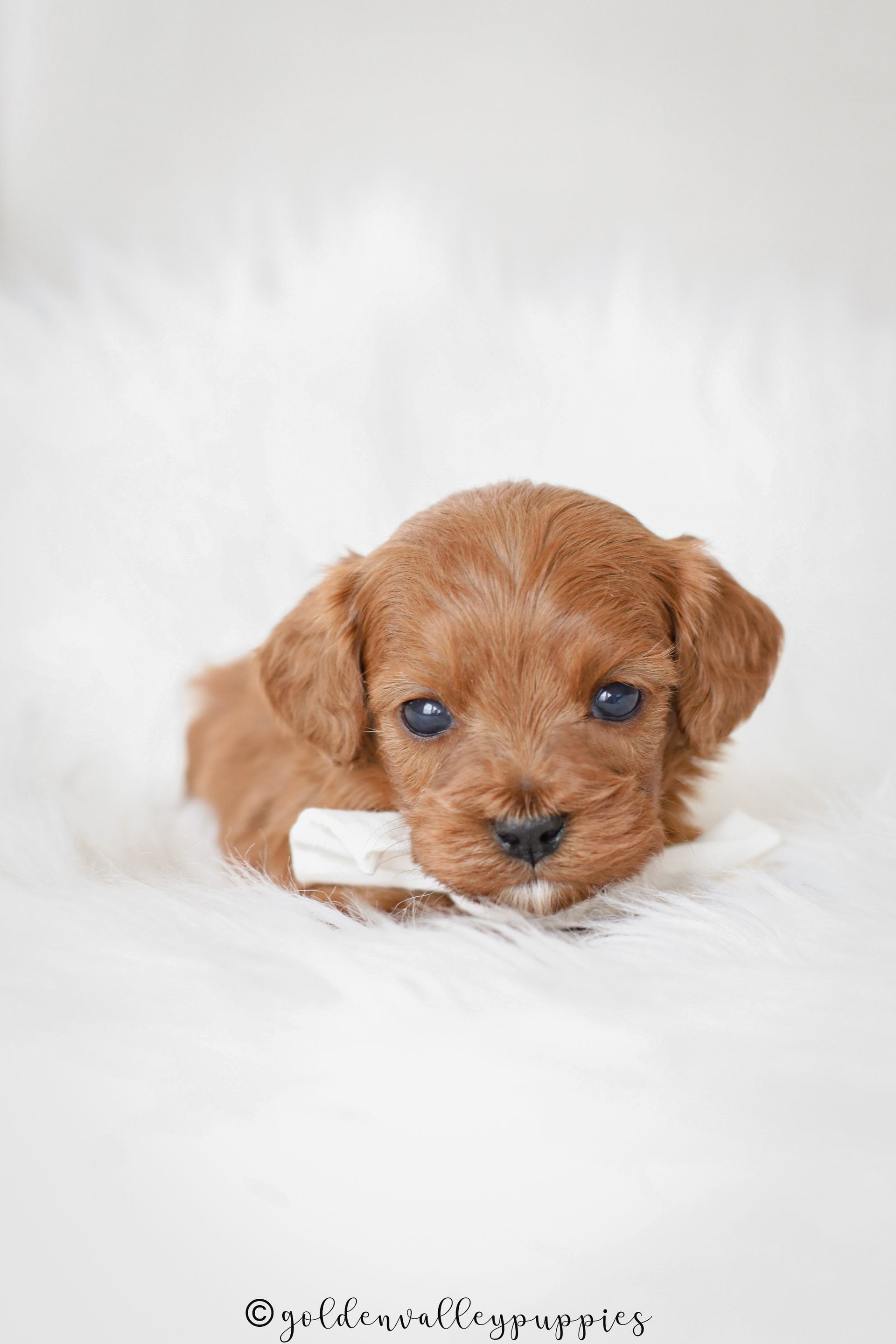 Cavapoo Puppies for sale, available Cavapoo Puppies, Cavapoo, Cavapoo puppies near me, puppies for sale, Cavapoo Breeder