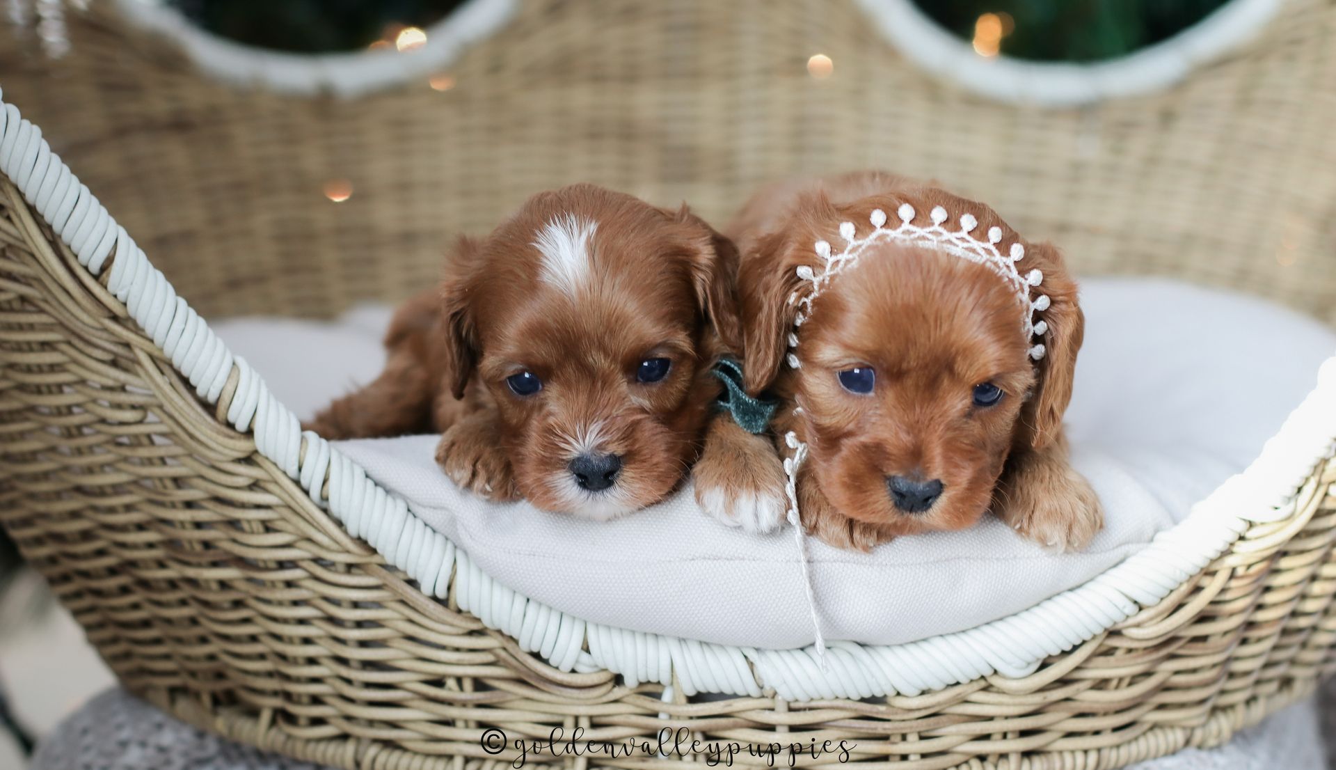 Cavapoo Puppies, Cavapoo Puppy, Cavapoo Puppies for sale, Cavapoo Breeder, Puppies for sale, Cavapoo for sale near me