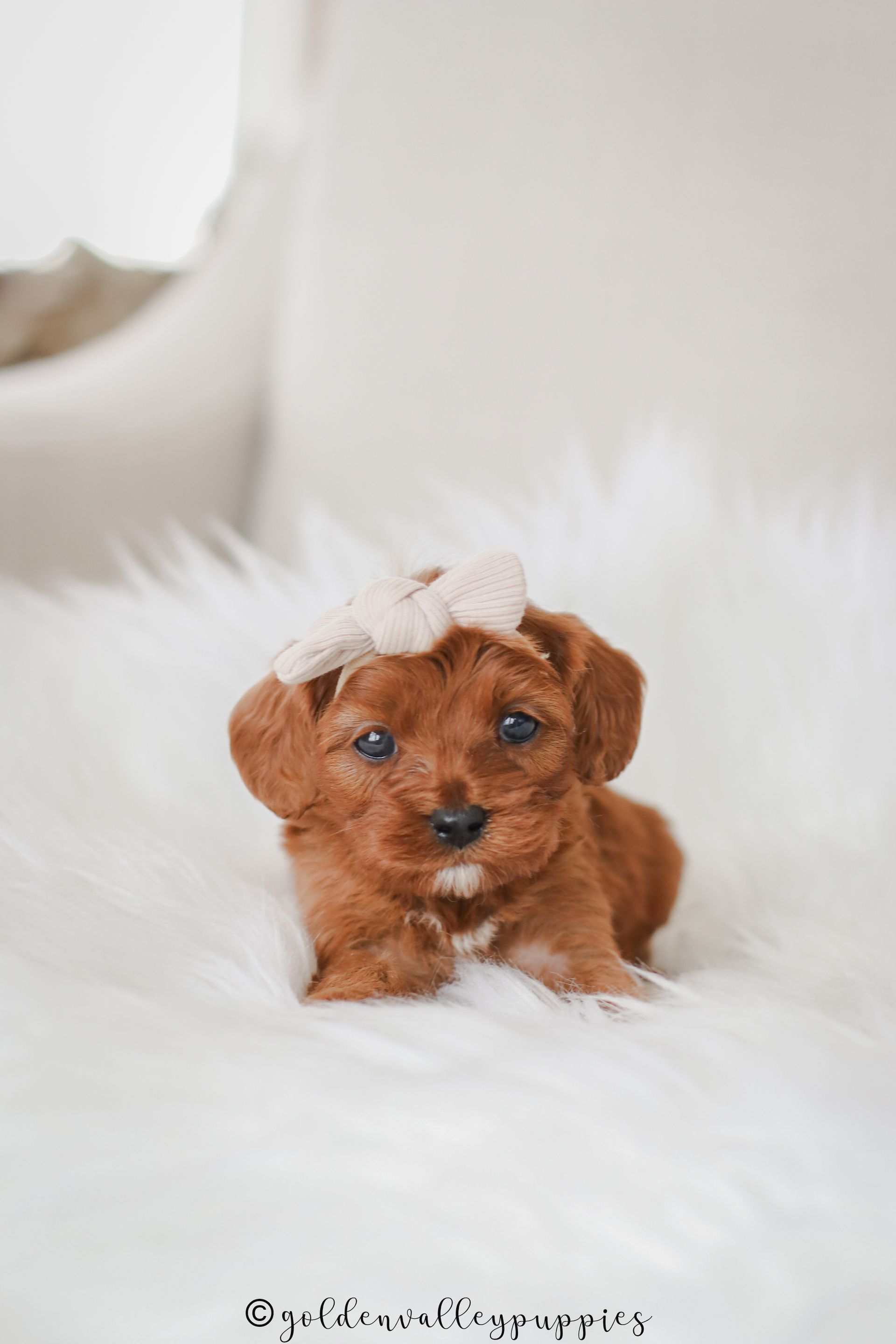 Cavapoo Puppies for sale, available Cavapoo Puppies, Cavapoo, Cavapoo puppies near me, puppies for sale, Cavapoo Breeder