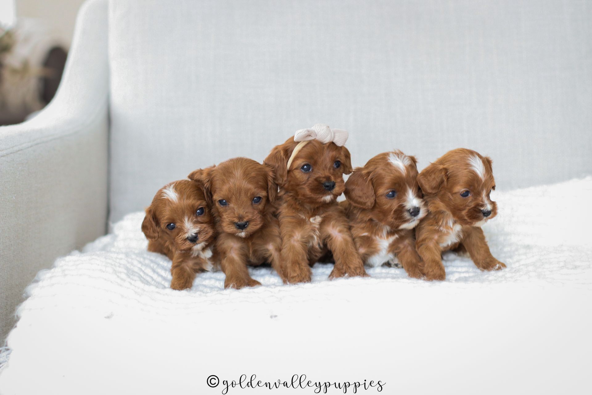 Cavapoo Puppies for sale, available Cavapoo Puppies, Cavapoo, Cavapoo puppies near me, puppies for sale, Cavapoo Breeder