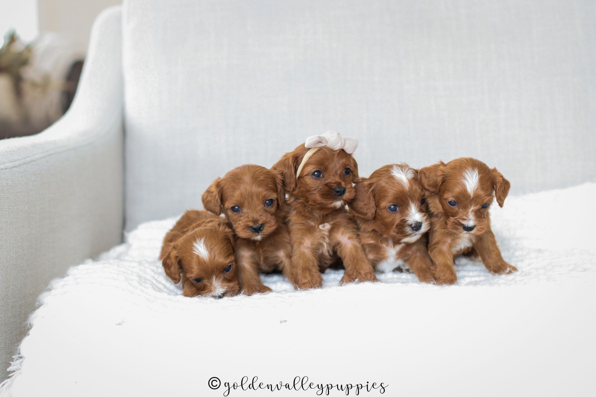Cavapoo Puppies for sale, available Cavapoo Puppies, Cavapoo, Cavapoo puppies near me, puppies for sale, Cavapoo Breeder