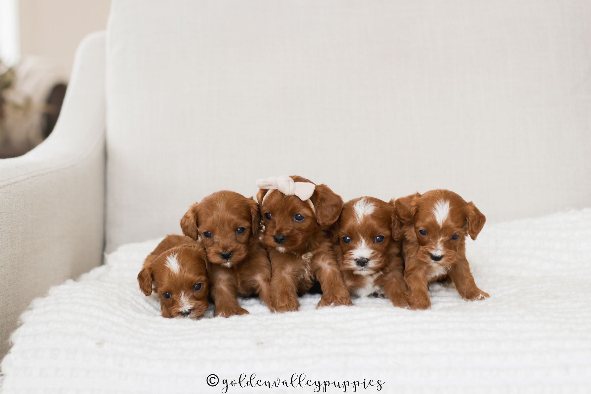 Cavapoo Breeder, cavapoo puppy, red cavapo puppy, puppies for sale