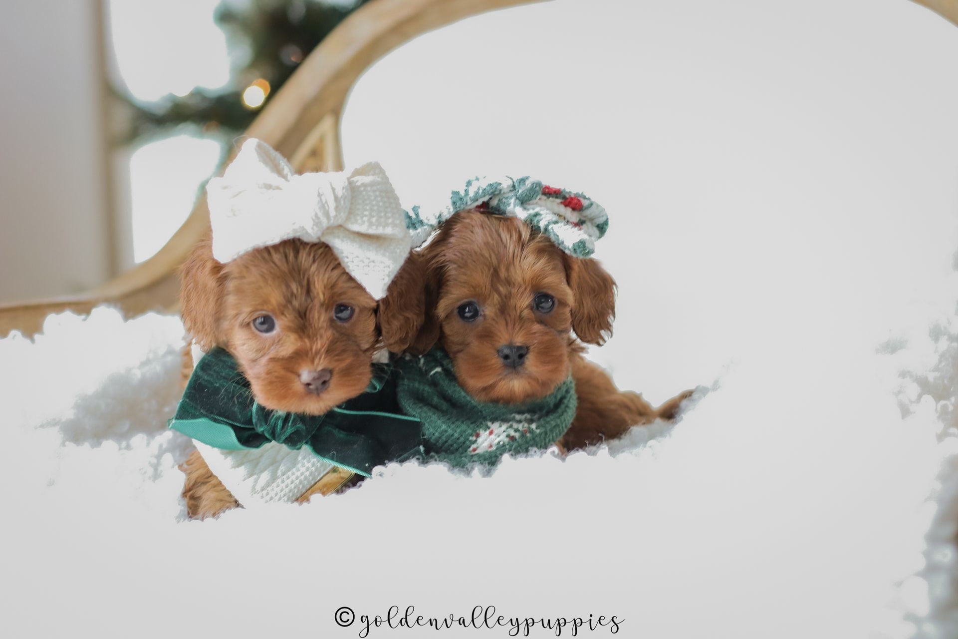 Cavapoo Puppies for sale