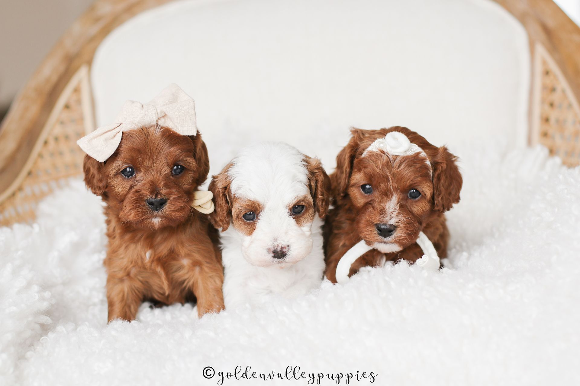 Available cavapoo puppy near me, Cavapoo breeder near me, Cavapoo Puppy for sale