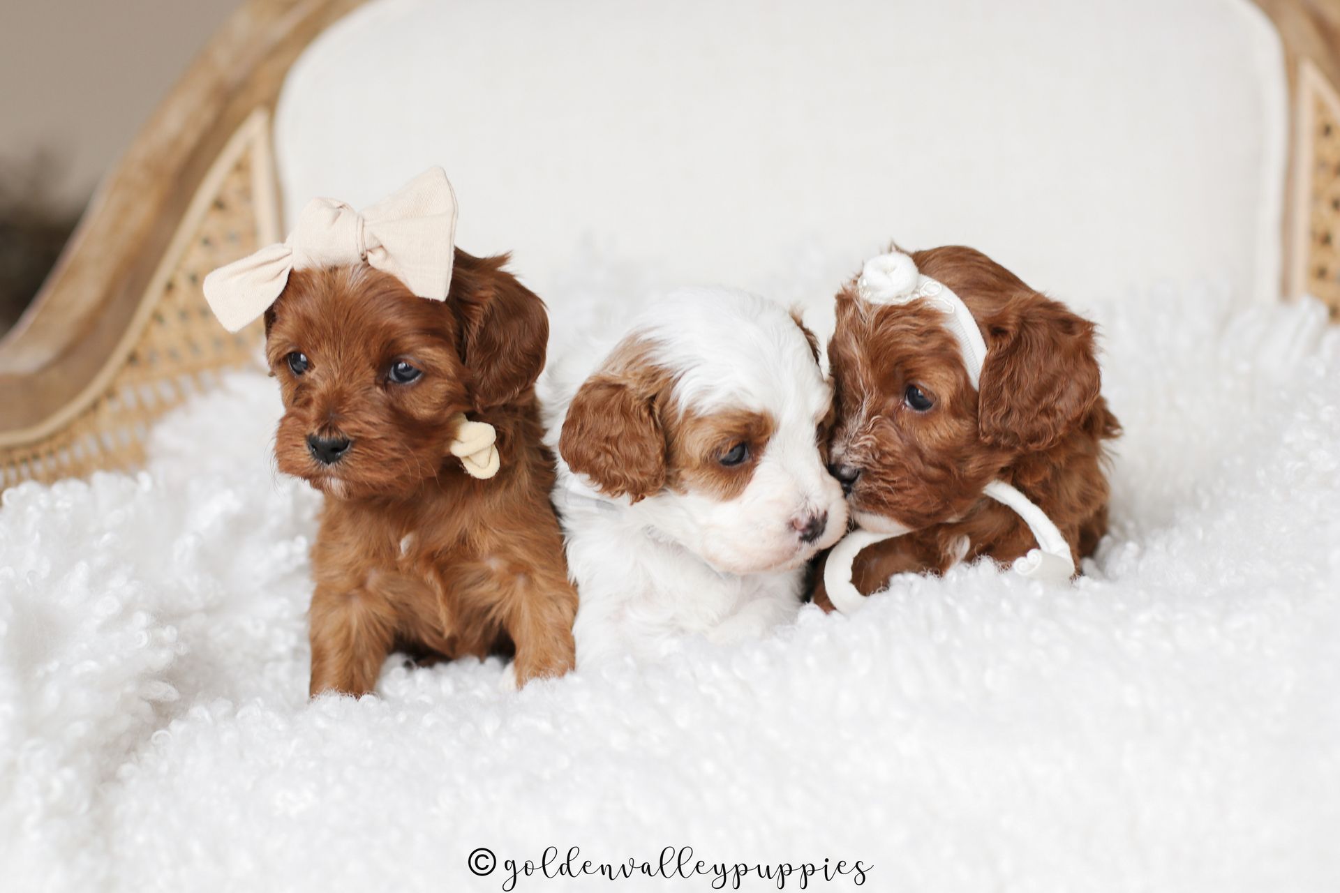 Cavapoo Puppies for sale, available Cavapoo Puppies, Cavapoo, Cavapoo puppies near me, puppies for sale, Cavapoo Breeder
