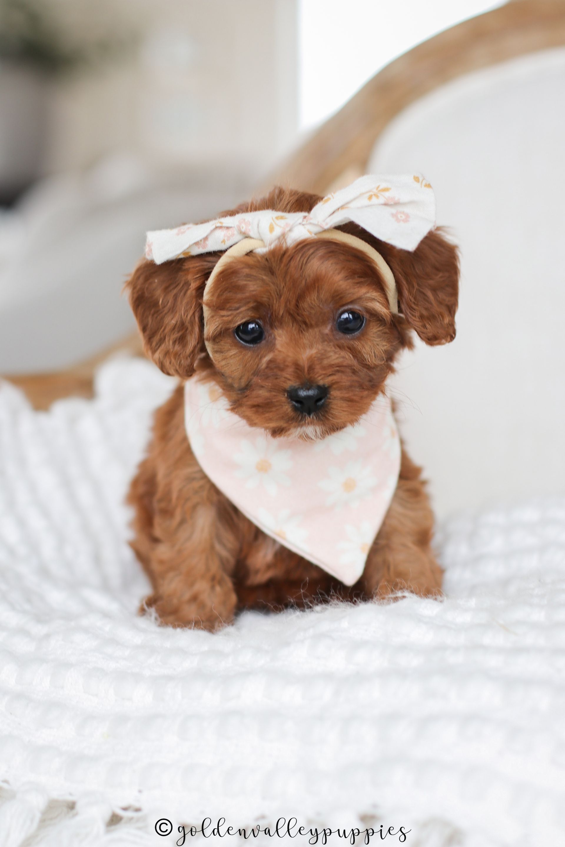Cavapoo Puppies for sale, available Cavapoo Puppies, Cavapoo, Cavapoo puppies near me, puppies for sale, Cavapoo Breeder
