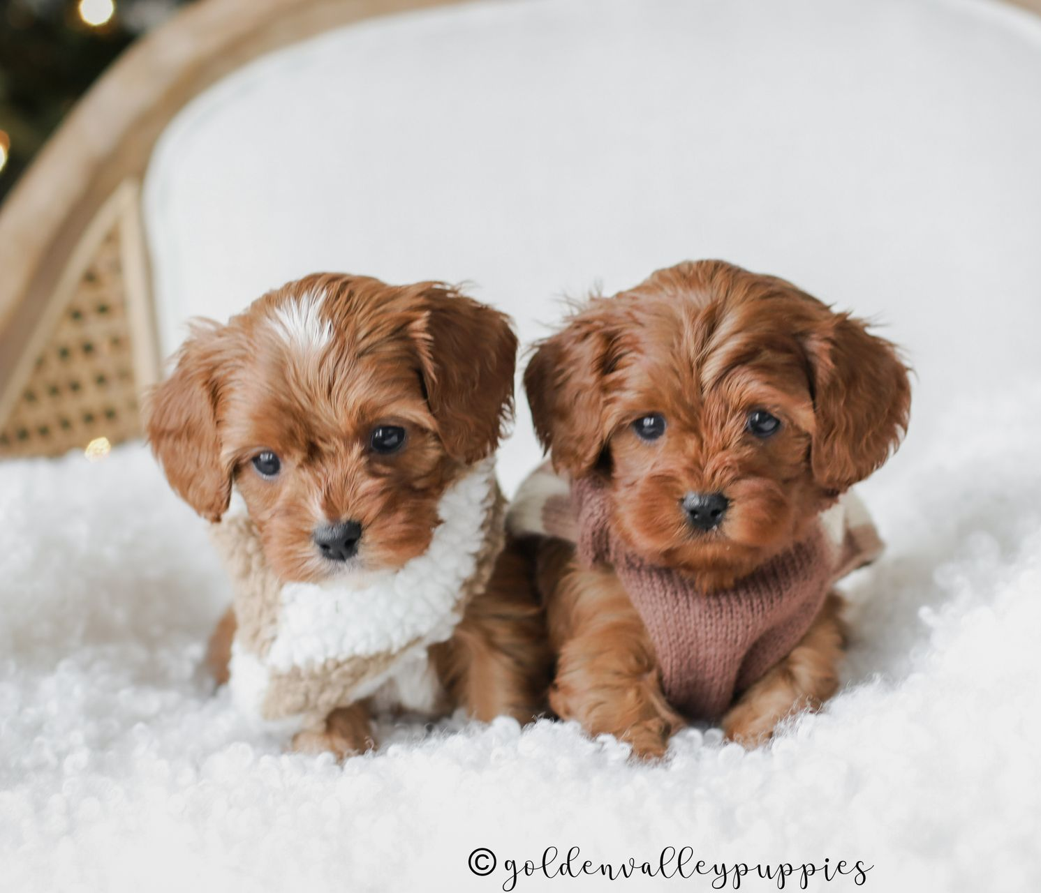 Cavapoo Breeder
